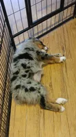 Clementine, a female Australian Shepherd for sale in Dunnellon, FL – 8 of 8