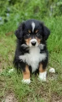 Beetle, a female Australian Shepherd for sale in Dunnellon, FL – 3 of 10