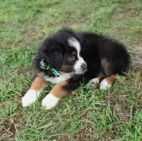 Beyonce, a female Australian Shepherd for sale in Dunnellon, FL – 5 of 10