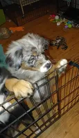 Clementine, a female Australian Shepherd for sale in Dunnellon, FL – 3 of 8