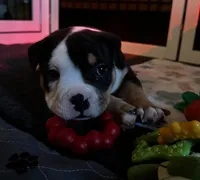 Ying Ying, a female American Bulldog for sale in Santa Cruz, CA – Photo 3 of 4