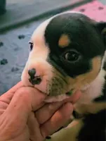 Ying Ying, a female American Bulldog for sale in Santa Cruz, CA – Photo 2 of 4