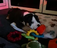 Ying Ying, a female American Bulldog for sale in Santa Cruz, CA – Photo 4 of 4