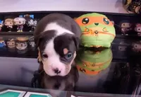 Ying Ying, a female American Bulldog for sale in Santa Cruz, CA – Photo 1 of 4