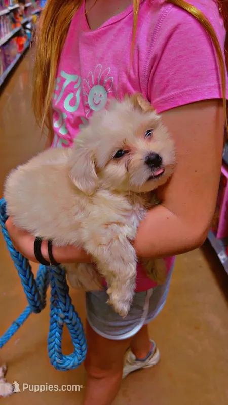 Shih poo  – Shihpoo puppy for sale in Covington, GA