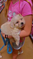 Shih poo , a male Shihpoo for sale in Covington, GA – 1 of 5