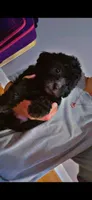 Shih poo male , a male Shihpoo for sale in Covington, GA – 4 of 4