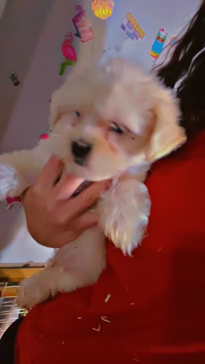 Shih poo , a male Shihpoo for sale in Covington, GA – 4 of 5