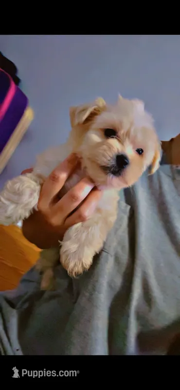 Shih poo  – Shihpoo puppy for sale in Covington, GA
