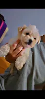 Shih poo , a male Shihpoo for sale in Covington, GA – 3 of 5