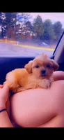 Shih poo female, a female Shihpoo for sale in Covington, GA – 2 of 3