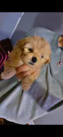 Shih poo female, a female Shihpoo for sale in Covington, GA – 3 of 3