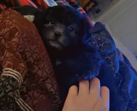 Shih poo male , a male Shihpoo for sale in Covington, GA – 2 of 4