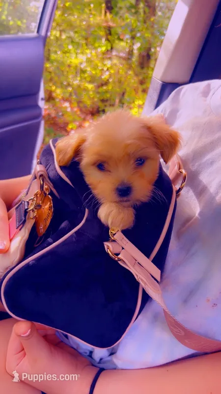 Shih poo female – Shihpoo puppy for sale in Covington, GA