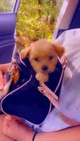 Shih poo female, a female Shihpoo for sale in Covington, GA – 1 of 3
