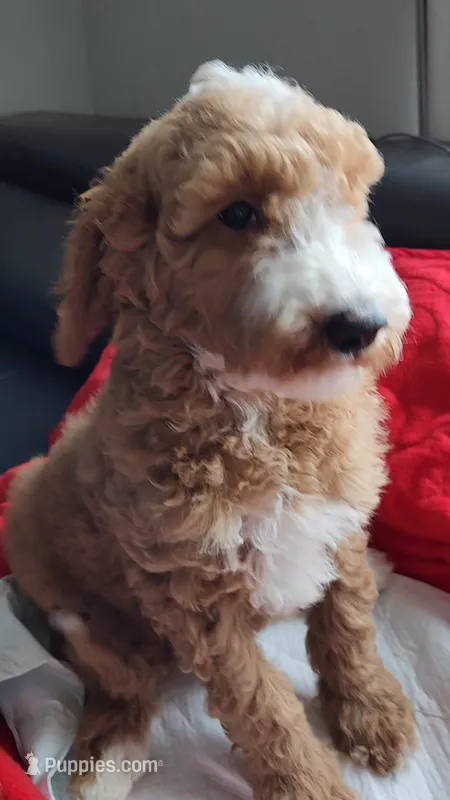 Duke-Make Me an Offer