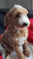 Duke-Make Me an Offer, a male Goldendoodle for sale in Dallas, TX – Photo 1 of 6