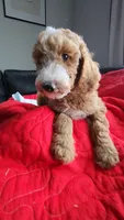 Duke-Make Me an Offer, a male Goldendoodle for sale in Dallas, TX – Photo 6 of 6