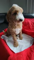 Duke-Make Me an Offer, a male Goldendoodle for sale in Dallas, TX – Photo 2 of 6