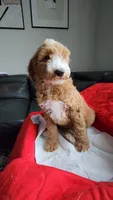 Duke-Make Me an Offer, a male Goldendoodle for sale in Dallas, TX – Photo 5 of 6