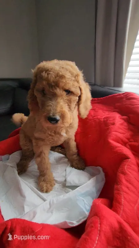 Nova-Make Me an Offer