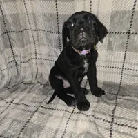 Eve, a female Cane Corso for sale in Princess Anne, MD – Photo 2 of 2