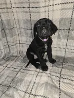Eve, a female Cane Corso for sale in Princess Anne, MD – Photo 2 of 2