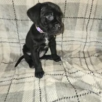 Eve, a female Cane Corso for sale in Princess Anne, MD – Photo 1 of 2