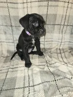 Eve, a female Cane Corso for sale in Princess Anne, MD – Photo 1 of 2