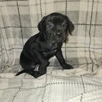 Chloe, a female Cane Corso for sale in Princess Anne, MD – Photo 2 of 2