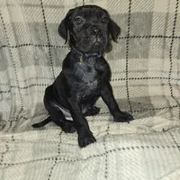 Chloe, a female Cane Corso for sale in Princess Anne, MD – Photo 1 of 2