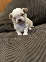Malshipoo Girl 2, a female Maltipoo and Shih Tzu for sale in Scranton, PA – Photo 7 of 8