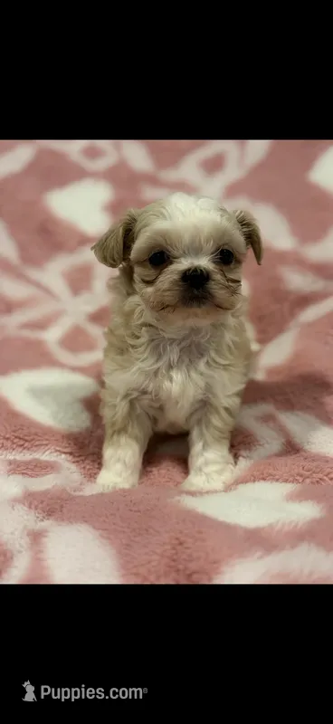 Malshipoo Girl 2 – Maltipoo, Shih Tzu puppy for sale in Scranton, PA