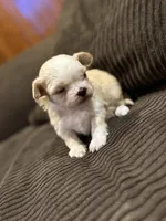 Malshipoo Girl 2, a female Maltipoo and Shih Tzu for sale in Scranton, PA – Photo 5 of 8