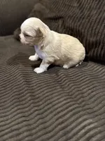 Malshipoo Girl 2, a female Maltipoo and Shih Tzu for sale in Scranton, PA – Photo 3 of 8