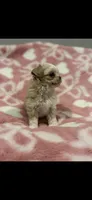 Malshipoo Girl 2, a female Maltipoo and Shih Tzu for sale in Scranton, PA – Photo 8 of 8
