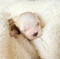 Malshipoo Girl 2, a female Maltipoo and Shih Tzu for sale in Scranton, PA – Photo 2 of 3