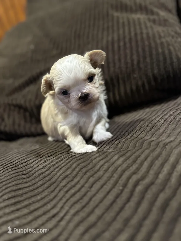 Malshipoo Girl 2 – Maltipoo, Shih Tzu puppy for sale in Scranton, PA