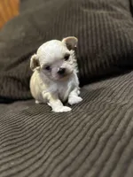 Malshipoo Girl 2, a female Maltipoo and Shih Tzu for sale in Scranton, PA – Photo 2 of 8