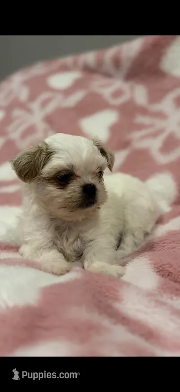 Coca-Cola Bear MalshiPoo Girl – Maltipoo, Shih Tzu puppy for sale in Scranton, PA