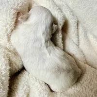 Coca-Cola Bear MalshiPoo Girl, a female Maltipoo and Shih Tzu for sale in Scranton, PA – Photo 2 of 3