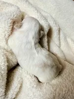 Pepsi Bear MalshiPoo Girl, a female Maltipoo and Shih Tzu for sale in Scranton, PA – Photo 2 of 3