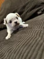 Coca-Cola Bear MalshiPoo Girl, a female Maltipoo and Shih Tzu for sale in Scranton, PA – Photo 3 of 6