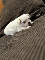 Coca-Cola Bear MalshiPoo Girl, a female Maltipoo and Shih Tzu for sale in Scranton, PA – Photo 5 of 6