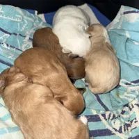 Coca-Cola Bear MalshiPoo Girl, a female Maltipoo and Shih Tzu for sale in Scranton, PA – Photo 3 of 3