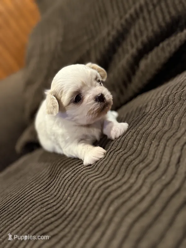 Coca-Cola Bear MalshiPoo Girl – Maltipoo, Shih Tzu puppy for sale in Scranton, PA