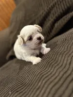 Coca-Cola Bear MalshiPoo Girl, a female Maltipoo and Shih Tzu for sale in Scranton, PA – Photo 2 of 6