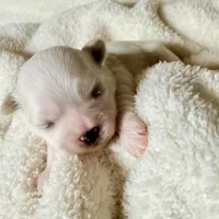 Coca-Cola Bear MalshiPoo Girl, a female Maltipoo and Shih Tzu for sale in Scranton, PA – Photo 1 of 3