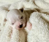 Pepsi Bear MalshiPoo Girl, a female Maltipoo and Shih Tzu for sale in Scranton, PA – Photo 1 of 3