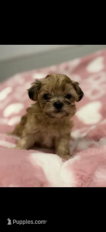 Malshipoo Boy 2 – Maltipoo, Shih Tzu puppy for sale in Scranton, PA